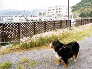 �Ԃ��炢�Ă鍻�����B