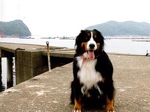 ��h�͍򂪂Ȃ��̂ł�����ƕs���B