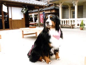 �H�ו��̂ɂ����������ς��B���񂭂�B