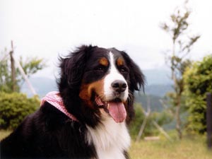 �����͂����ς����U��������B