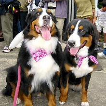 �傫���Ȃ����V���f�B�����ƁE�E�E�B