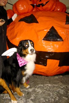 �傫�Ȃ��ڂ���̑O�ŁB