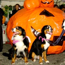 �傫�ȉ��t�����������E�E�E�B