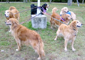 ���邿��񂪂����ς���