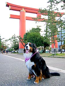 �����_�{�̒����͑傫���ł��B