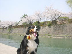 ��̂悤�Ɍ����邯�ǁA�a������!!