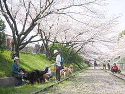 �݂�ȂŖ؉A�ŋx�e�^�C��