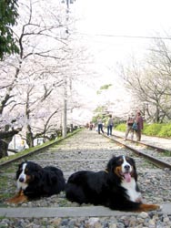 �u�������A��ꂿ������E�E�E�B�v