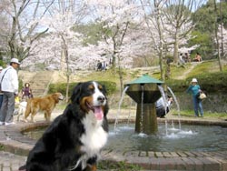 �u���̂����A���߂邩�Ȃ��E�E�E�B�̂Ǌ�����������B�v