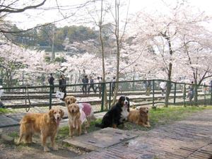 �؉A�ɂȂ��Ă��ċC���������˂��`�B