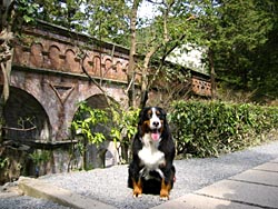 �L���Ȋό������ł��B