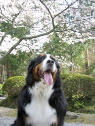 �����͊y�����Ȃ��B�B�B