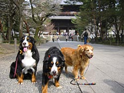 �����A�������A�O�ɏo�Ȃ��ł�E�E�E�B