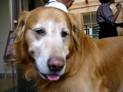 ���肪�Ƃ��A���C�N