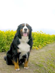 ������Ɠ܂��Ă���������B