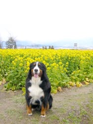 �΁[�Ɂ[�A�����̓��Ӄ|�[�Y!!