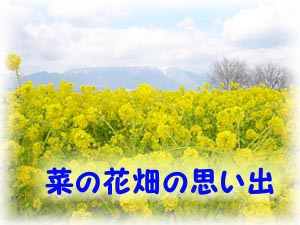 �؂̉Ԕ��̎v���o2003