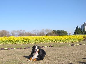 �΁[�Ɂ[�A�t�Z���ĂˁB