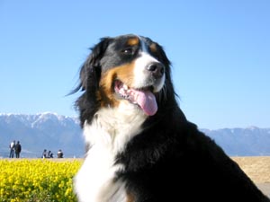 �΁[�Ɂ[�A�炱�����ˁB