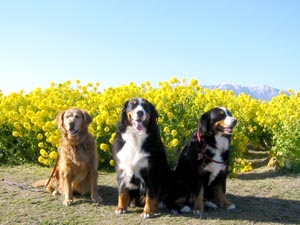 �R�C�ŁA�͂��A�|�[�Y�B