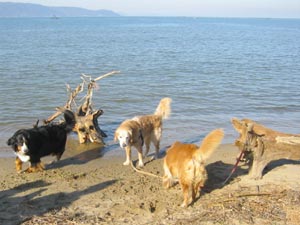 �����������A�j�̎q�ƋY��Ă���