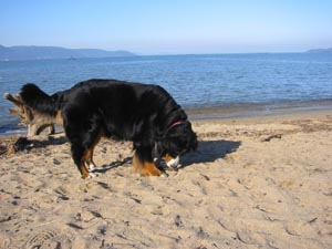 �����������̂Ȃ�������E�E�E�B