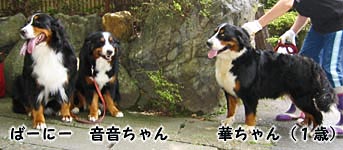 �o�[�j�[�Y�R�C��W���I