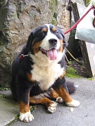 �؂����A�P�΂Əo�������B