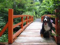 ��̂����炬���������Ă��܂��B