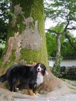 �ƂĂ��傫�Ȗ؂ł����B