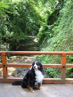 �����ł݂�Ȏʐ^���B���Ă��܂�����B