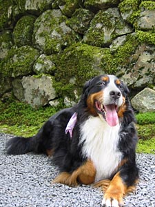 �΁[�Ɂ[�ł��B�����͂������V�C�ł��B