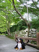 �匴�ɂ͂�������̐Ԃ���������܂��B