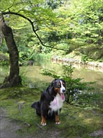 ���{���̂��r�ł��B