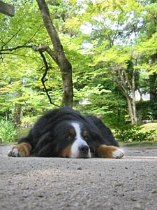 �������̂����܂�|�[�Y