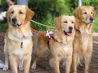 �G���[�����A�t���������A�n�C�W�����̐e�q