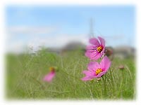 �������ł̃R�X���X