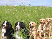 ���ǂ��T�C�������