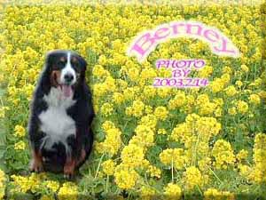 �A�����}�}�A�f�G�Ȃ̂��肪�Ƃ��B