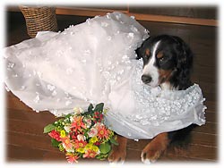 �h���X�̎������`�I