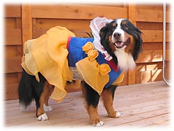 �������̃v���e�B�Ȕ���P