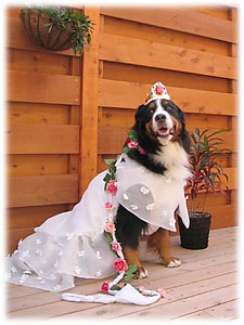 �I�[�����P�̂΁[�Ɂ[