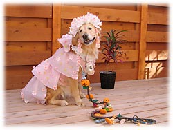 �G���[�����̃L���[�g�ȃV���f�����P