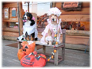 �O�@�o�W�F���[�̃e���X��