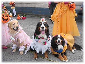 ���悢��{�Ԃ��ˁB