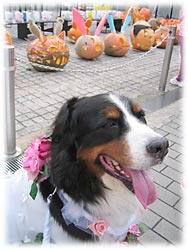 ���ڂ���̑O��