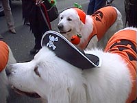 �^�����ȃs���l�[�̑��N����