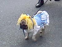 ���킢���p�O�����