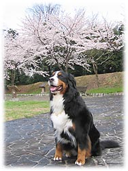 �u�󂪌����Ă�����I�v