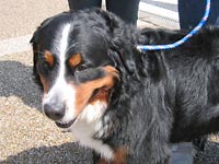 �A���X�ƌN